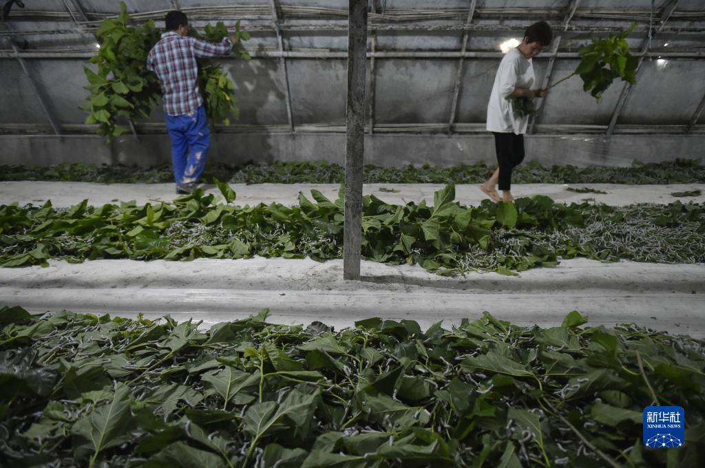 澳门银娱的网址